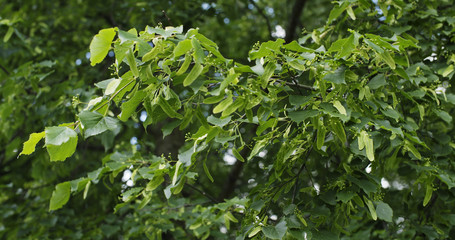 Fototapeta na wymiar fresh linden leaves in summer morning