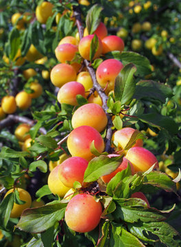 Plenty of ripening plums on a background branches and foliage