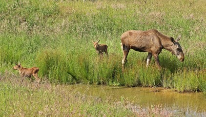 Elchkuh (Alces alces) mit 11 Tage alten Zwillingen
