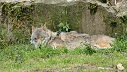 Naklejka na ściany i meble Ruhender Wolf (Canis lupus) 