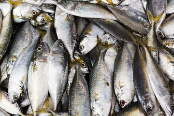 Fresh mackerel fish in Thailand Market.