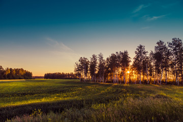 Fototapeta na wymiar Bright sunset over green field.