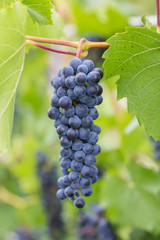 Fototapeta premium Bunch of grapes with green vine leaves in basket on wooden table