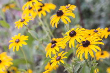 Bright yellow rudbeckia or Black Eyed Susan flowers