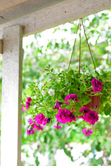 Petunia flowers at a pot outdoors in summer