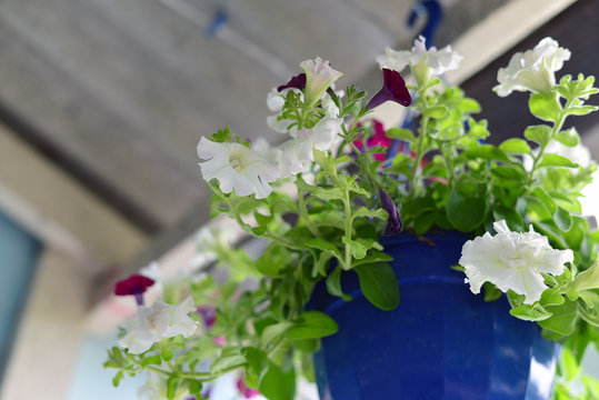 Petunia flowers at a pot outdoors in summer