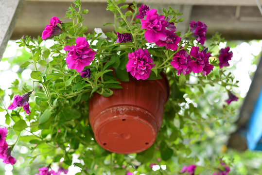 Petunia flowers at a pot outdoors in summer