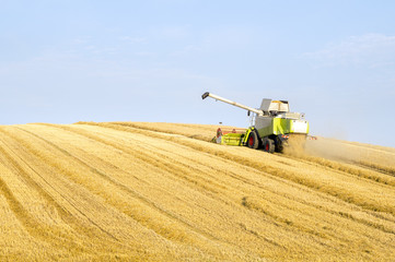 Obraz premium Wheat harvester in action