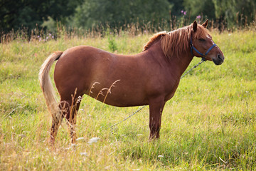 Fototapeta premium Chestnut horse