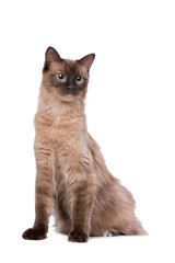Brown Ragdoll cat