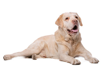 beige Labrador dog