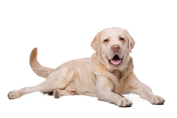 beige Labrador dog