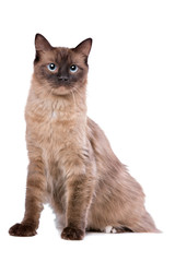 Brown Ragdoll cat