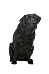 Obraz premium Black Labrador dog