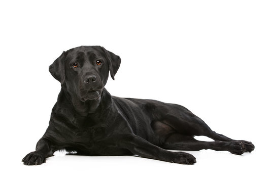 Black Labrador dog