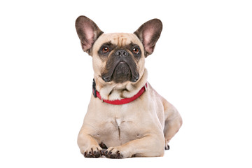 Brown French Bulldog