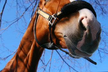 Close up of horse nuzzle
