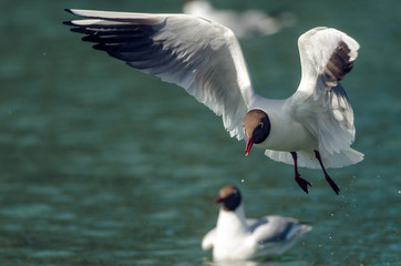 Gull opened wings. Side view. Russain nature