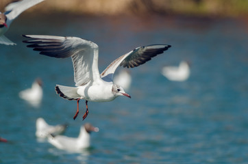 Gull floats over water. Russain nature