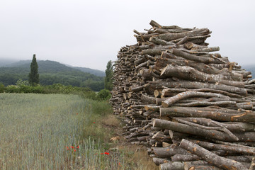 Beech wood stacked