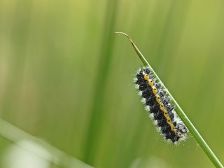 Raupe des Kleinen Nachtpfauenauges (Saturnia pavonia)