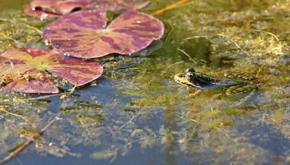 Teichfrosch zwischen Seerosenblättern 