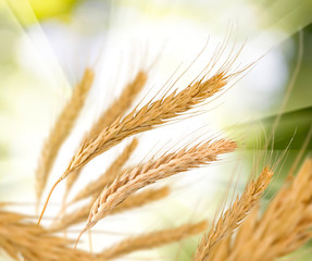  spikelets of wheat against the sun