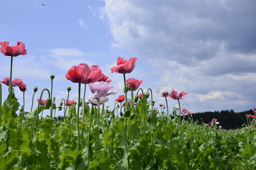Obraz premium Mohnanbau