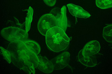 Obraz premium Jellyfish