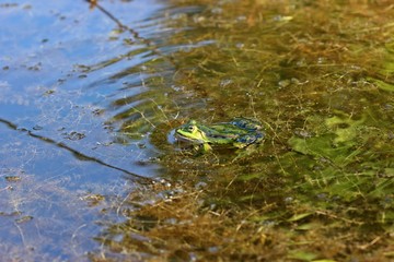 Schwimmender Teichfrosch 
