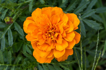 Orange flower perennial aster in the garden