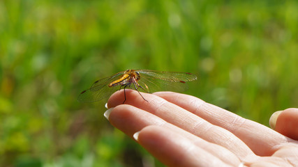 Стрекоза на руке © himixster