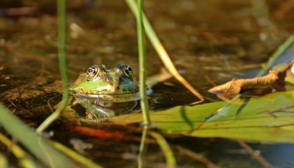 Schwimmender Teichfrosch zwischen Pflanzen
 
