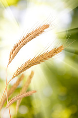 Fototapeta premium spikelets of wheat