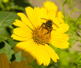 Bee collects pollen from yellow flowers perennial asters in the garden