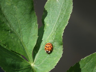 Marienkäfer auf grünem Blatt