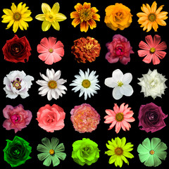Mix collage of yellow, red, white, rose, green flowers: day lilies, Hemerocallis, clematis, roses, daisy, flax, decorative sunflower Helinthus, helenium, perennial aster, Primula isolated on black