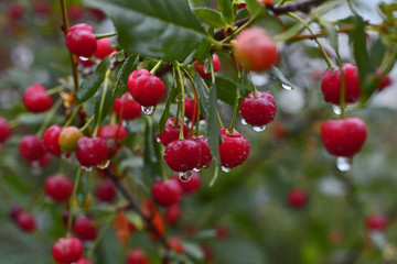 вишня под дождем