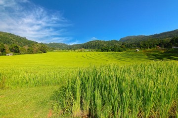  rice terrace at chiangmai , thailand 