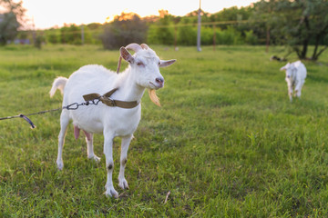 Portrait of goat eating a grass on meadow