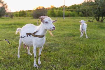 Portrait of goat eating a grass on meadow