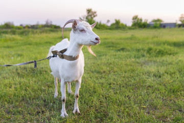 Obraz premium Portrait of goat eating a grass on meadow