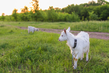 Portrait of goat eating a grass on meadow