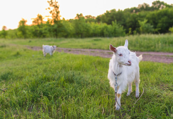 Obraz premium Portrait of goat eating a grass on meadow