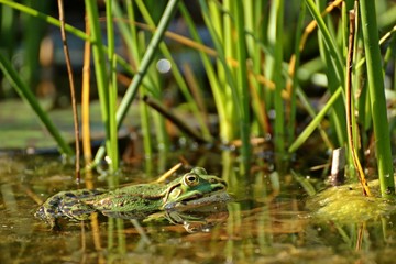 Schwimmender Teichfrosch zwischen Pflanzen 
