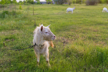 Obraz premium Portrait of goat eating a grass on meadow
