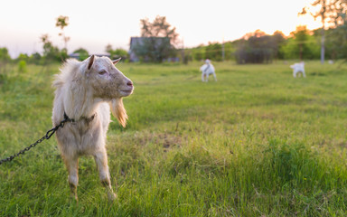Obraz na płótnie Canvas Portrait of goat eating a grass on meadow