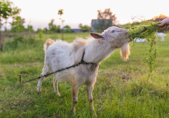 Fototapeta na wymiar Portrait of a goat eating a grass on meadow