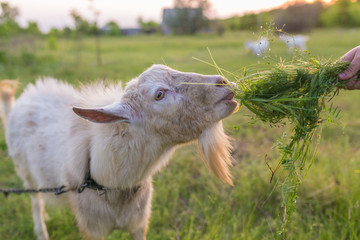 Portrait of a goat eating a grass on meadow