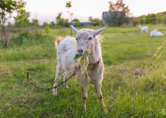 Fototapeta premium Portrait of a goat eating a grass on meadow